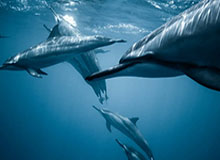 Kaiyun开云中国官网：云端解决方案的本地入口，成就企业数字化转型之路